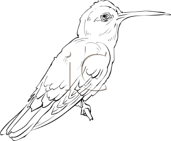 Bird Clipart