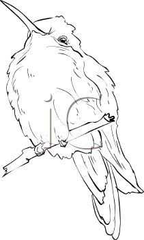 Bird Clipart