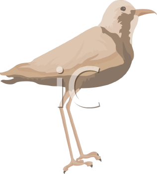 Bird Clipart