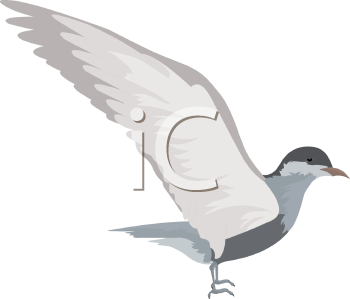 Bird Clipart