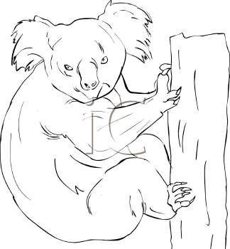 Marsupial Clipart