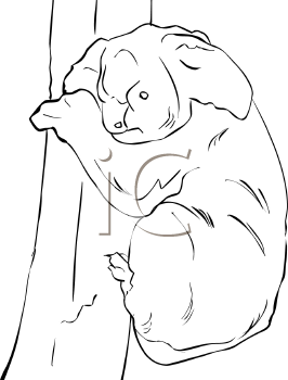 Marsupial Clipart