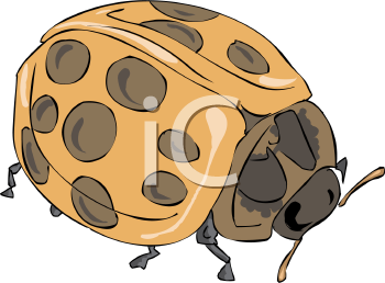 Insect Clipart