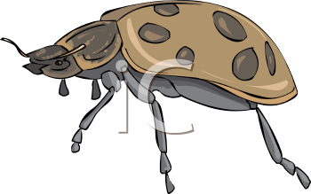 Insect Clipart