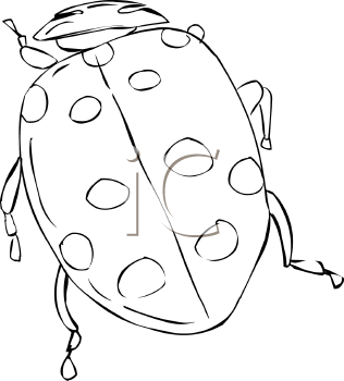 Insect Clipart