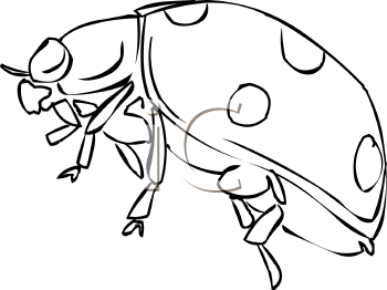 Insect Clipart