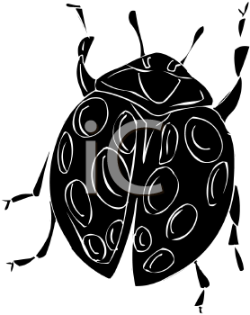 Insect Clipart