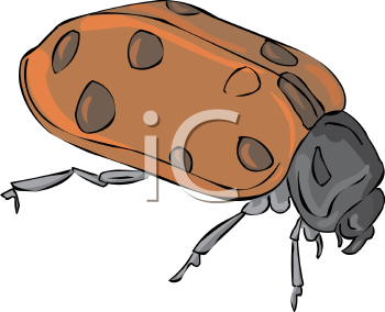 Insect Clipart