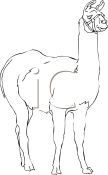 Camel Clipart