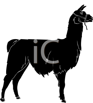 Camel Clipart