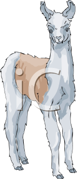 Camel Clipart