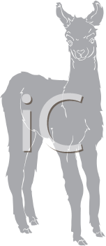 Camel Clipart