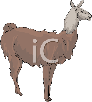 Camel Clipart