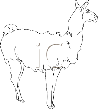 Camel Clipart