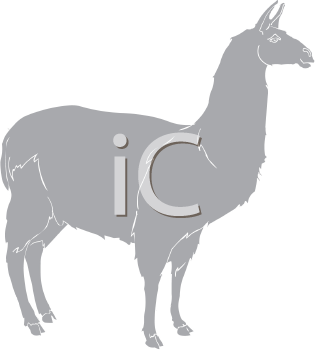 Camel Clipart