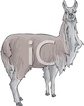 Camel Clipart