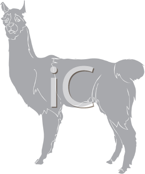 Camel Clipart