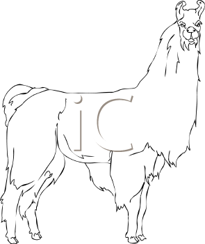 Camel Clipart