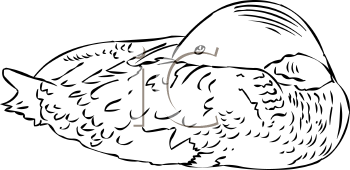 Bird Clipart