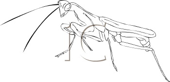 Insect Clipart