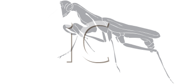 Insect Clipart