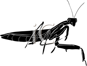 Insect Clipart