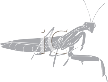 Insect Clipart