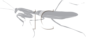 Insect Clipart