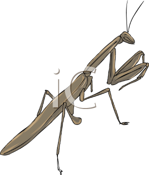 Insect Clipart