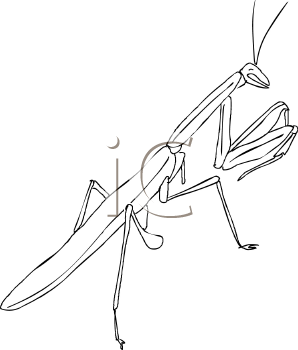 Insect Clipart