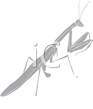 Insect Clipart