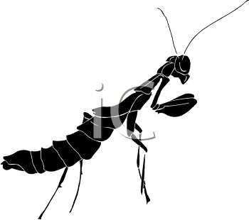 Insect Clipart