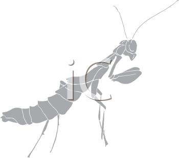 Insect Clipart