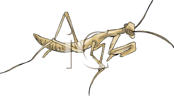 Insect Clipart