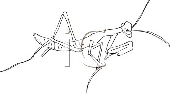 Insect Clipart