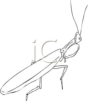 Insect Clipart