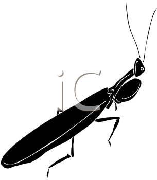 Insect Clipart