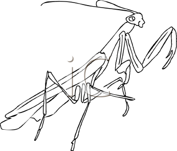 Insect Clipart