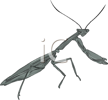 Insect Clipart