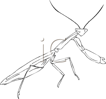 Insect Clipart