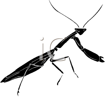 Insect Clipart