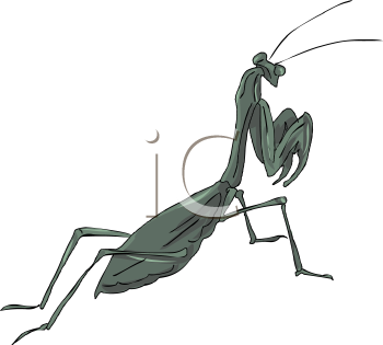 Insect Clipart