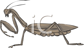 Insect Clipart