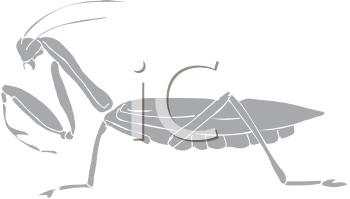 Insect Clipart