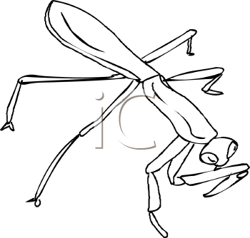 Insect Clipart