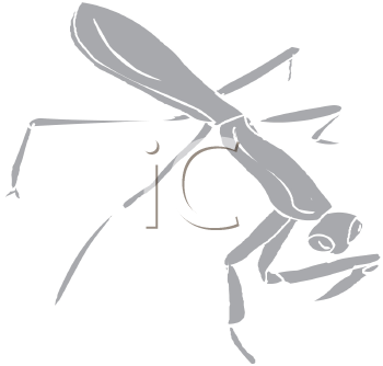 Insect Clipart