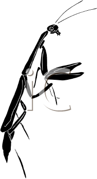 Insect Clipart