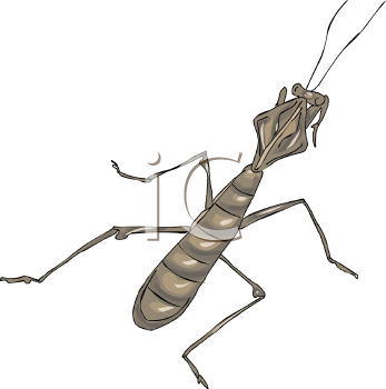 Insect Clipart