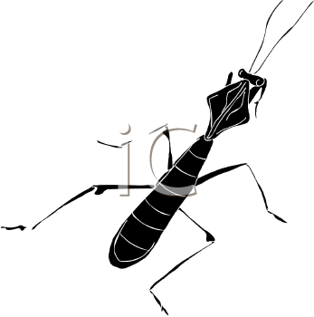 Insect Clipart