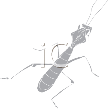 Insect Clipart